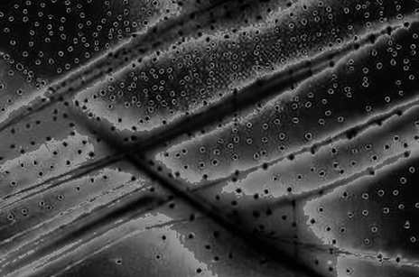 The Panurus Paradox: Why the Most Important Crypto News of the Week Has No Token The Panurus Paradox: Why the Most Important Crypto News of the Week Has No Token